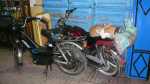 Motorcycle kitties of Essaouira